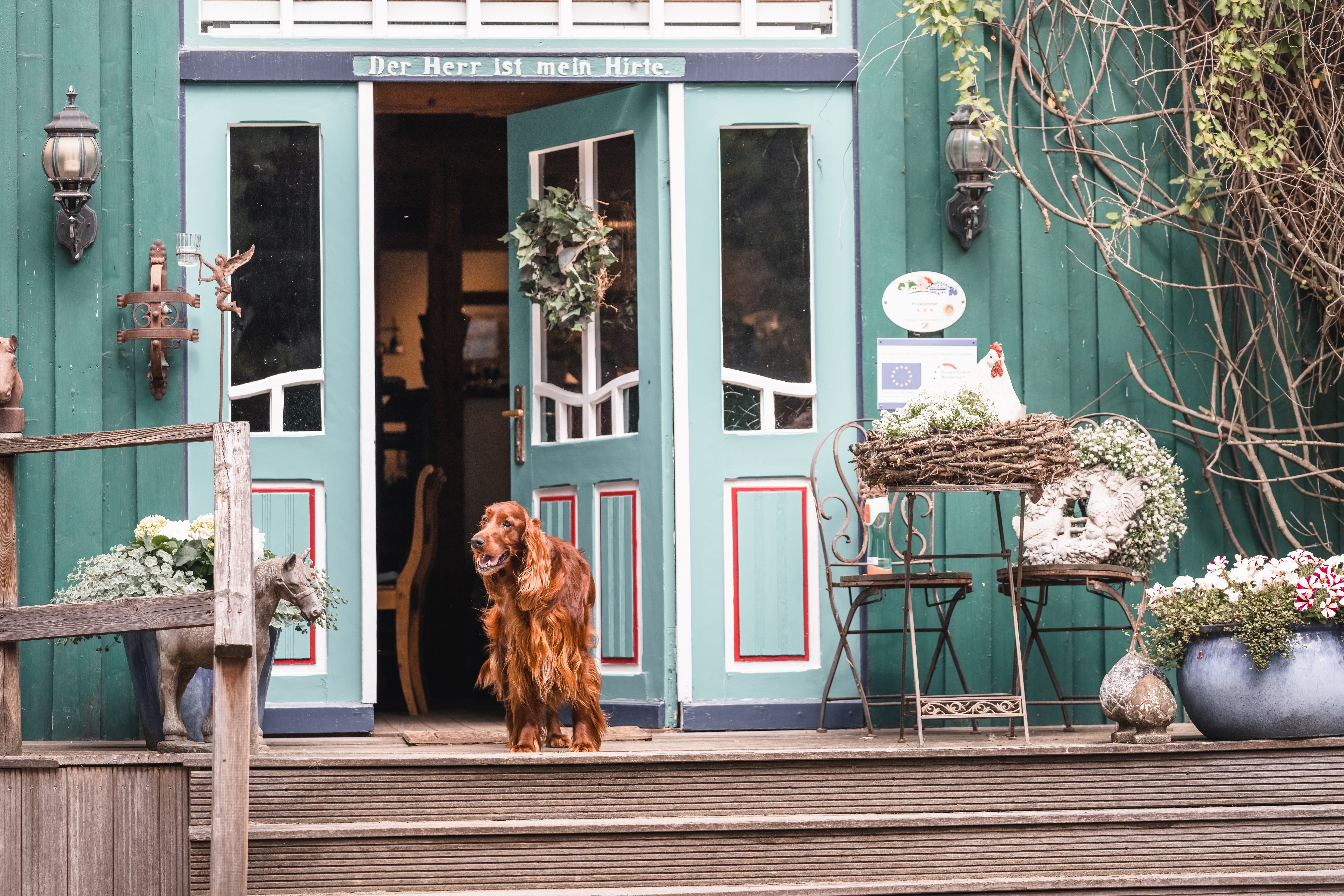 Müller´s Hoff Islandpferde