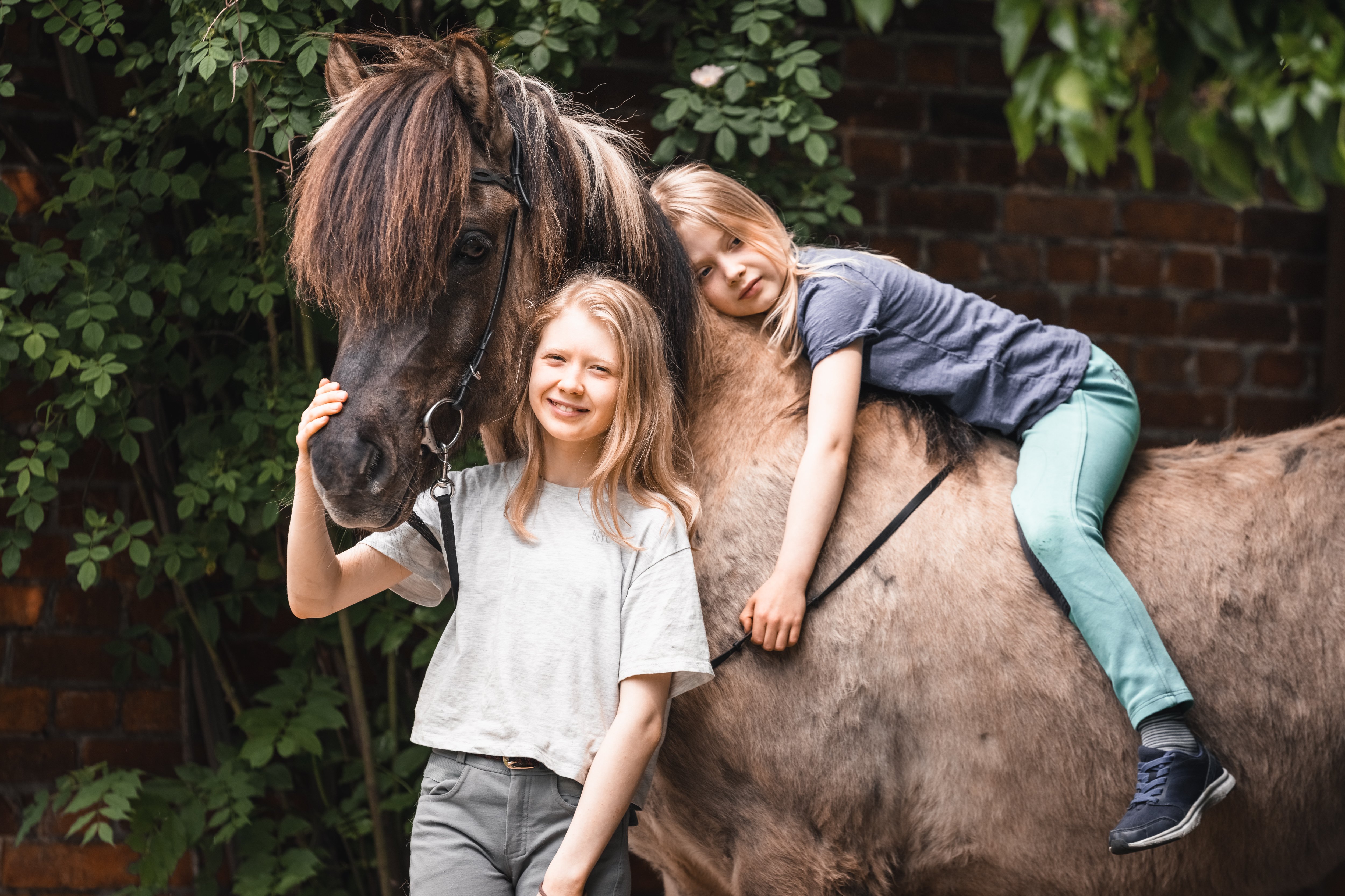 Müller´s Hoff Islandpferde